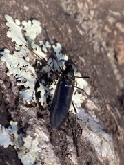 Penthetria heteroptera
