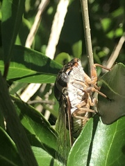 Diceroprocta viridifascia