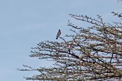 Pycnonotus