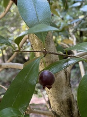 Myrceugenia planipes