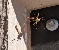 Mischocyttarus flavitarsis