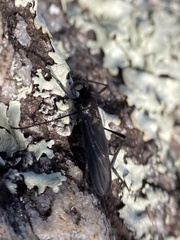 Penthetria heteroptera