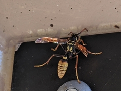 Mischocyttarus flavitarsis