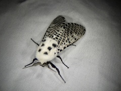 Zeuzera multistrigata