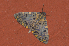 Pantherodes
