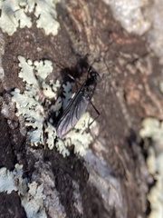 Penthetria heteroptera