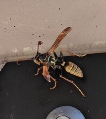 Mischocyttarus flavitarsis