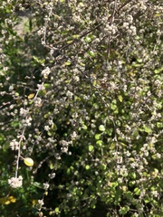 Helichrysum lanceolatum