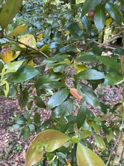 Myrceugenia planipes