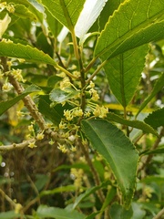 Melicytus ramiflorus