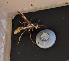 Mischocyttarus flavitarsis