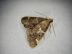 Stemmatophora valida