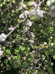 Helichrysum lanceolatum