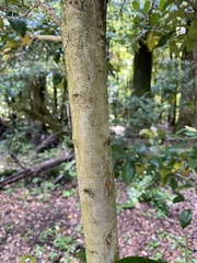 Myrceugenia planipes