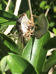 Diceroprocta viridifascia