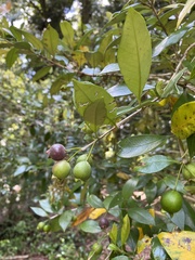 Myrceugenia planipes