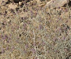Psorothamnus polydenius