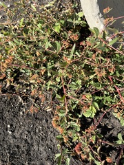 Euphorbia nutans