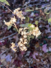 Ageratina