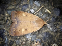 Sineugraphe oceanica