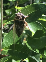 Diceroprocta viridifascia