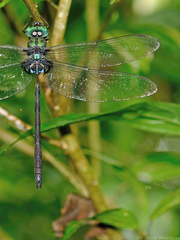 Gynacantha membranalis