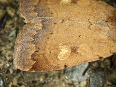 Sineugraphe oceanica