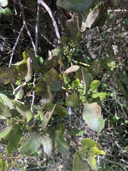 Ileostylus micranthus