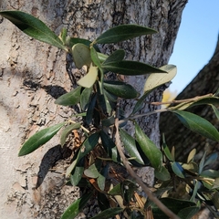 Olea europaea