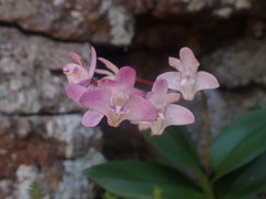 Dendrobium kingianum