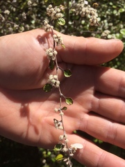 Helichrysum lanceolatum