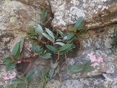 Dendrobium kingianum