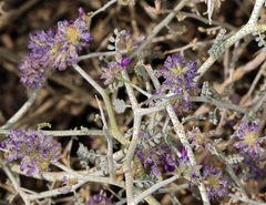 Psorothamnus polydenius