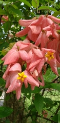 Mussaenda philippica