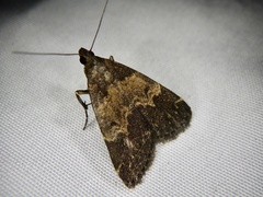 Hydrillodes lentalis