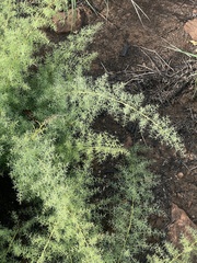Asparagus minutiflorus