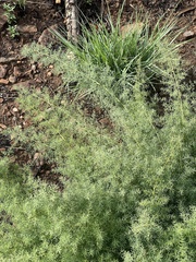Asparagus minutiflorus