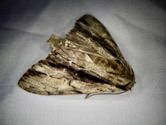 Shaka atrovittatus