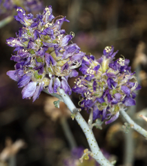 Psorothamnus polydenius