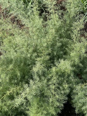 Asparagus minutiflorus