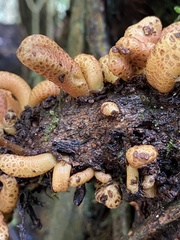 Austrobasidium pehueldeni