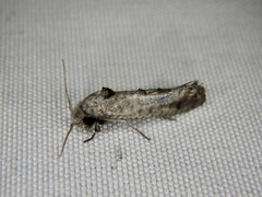 Micrerethista denticulata