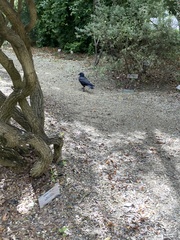 Corvus mellori