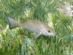 Lutjanus griseus