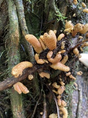 Austrobasidium pehueldeni