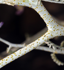 Psorothamnus polydenius