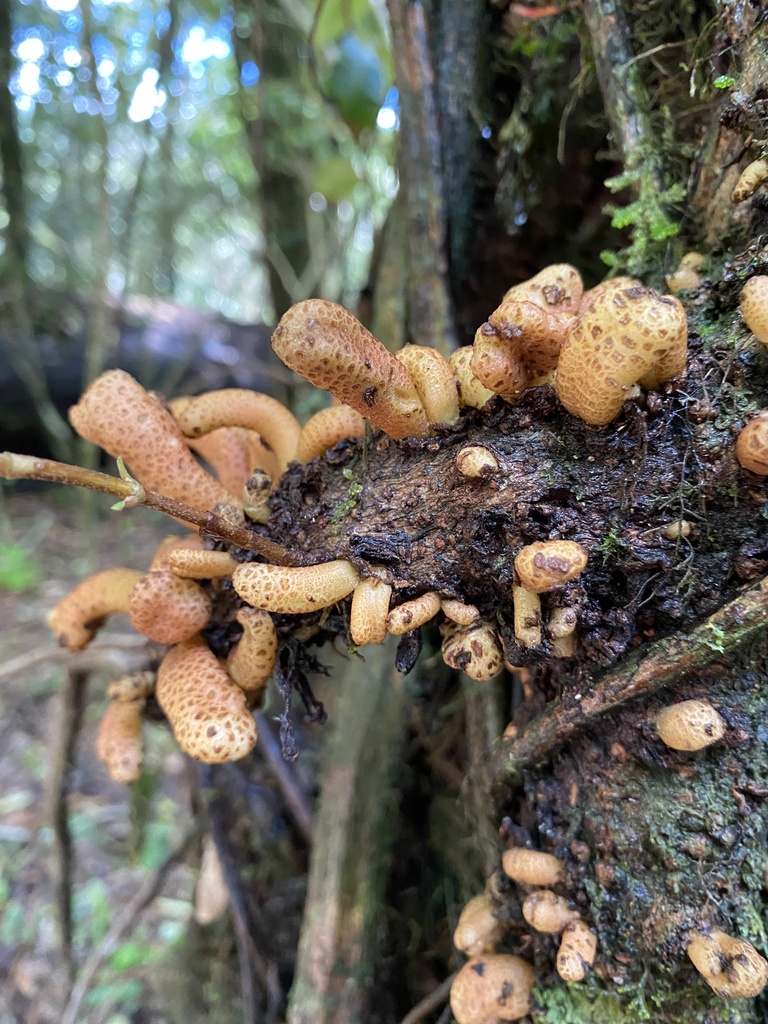 Austrobasidium pehueldeni