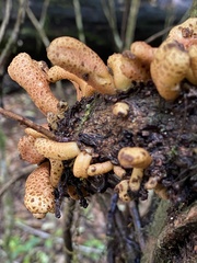 Austrobasidium pehueldeni