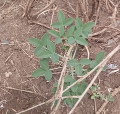 Crotalaria agatiflora