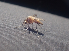 Aedes vittiger